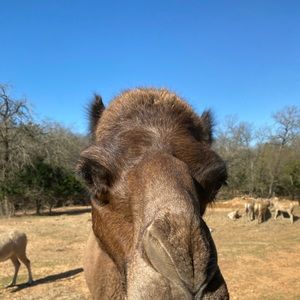 Meet your Posher, Bailey